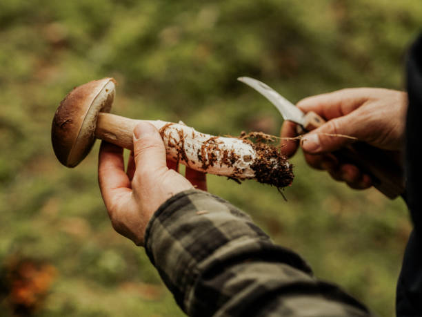 The Fascinating World Of Mushrooms Discovery Body