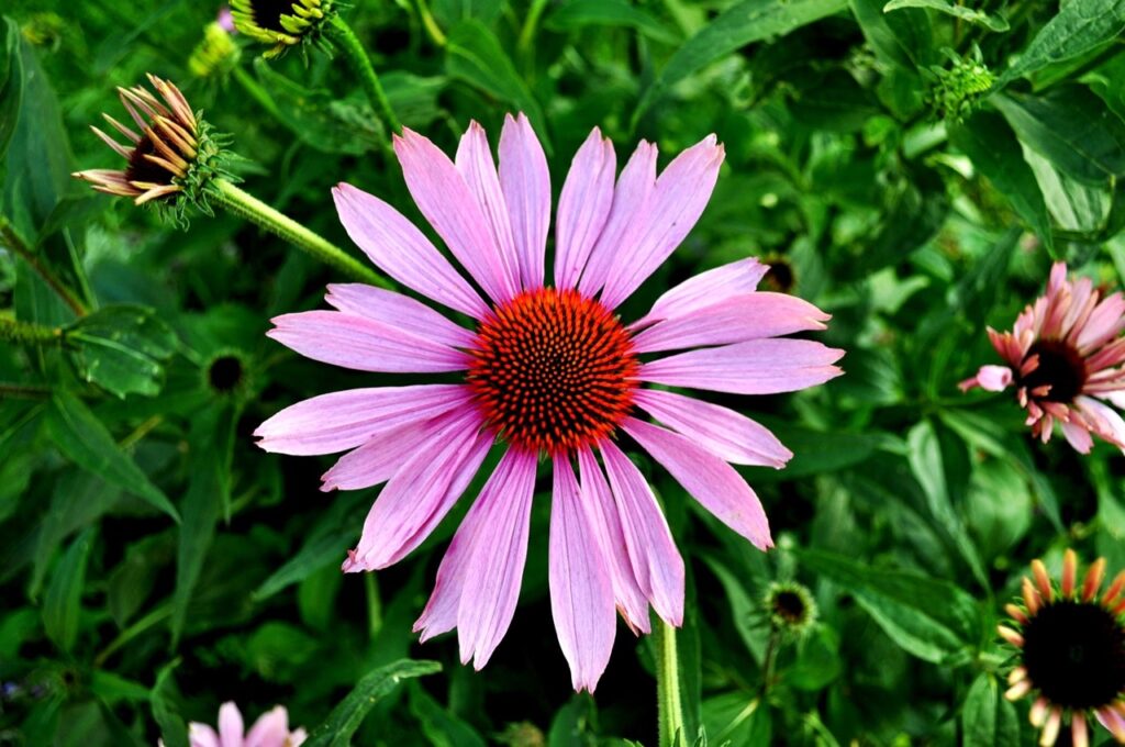 Healing power of the enchinacea flower