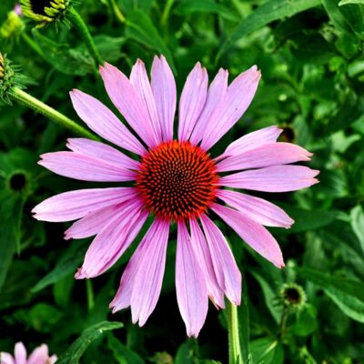 Healing power of the enchinacea flower