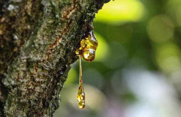 Frankincense resin