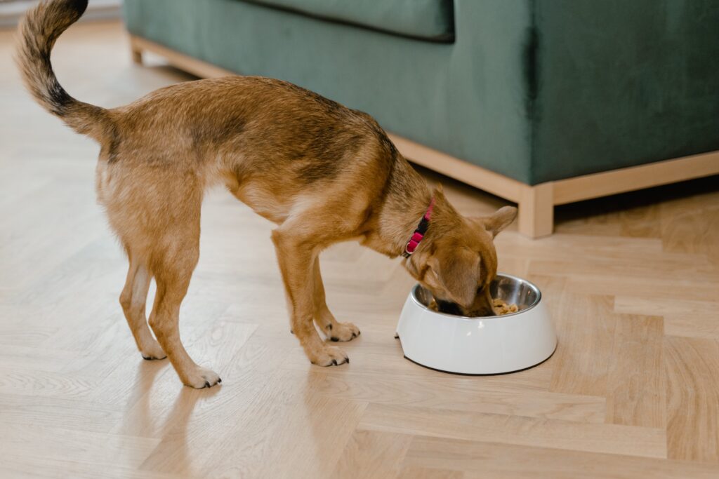 Dog eating his raw dog food