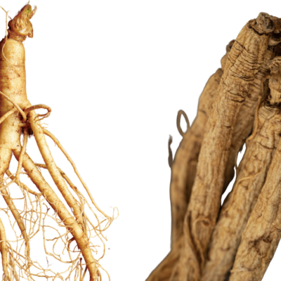 white ginseng on the left and red ginseng on the right