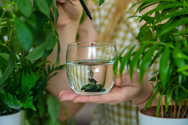 What is Liquid Chlorophyll?