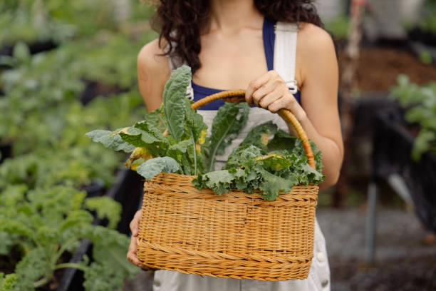 selecting and storing nutritional kale