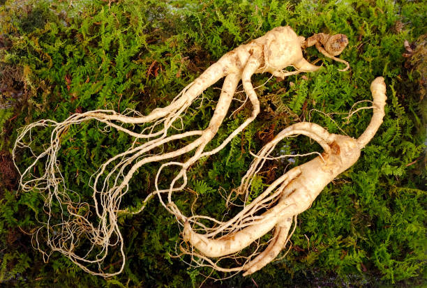 Ginseng and veganism, is it true?