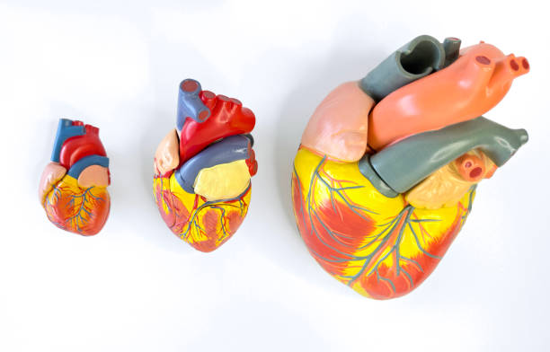 vast differences between heart sizes