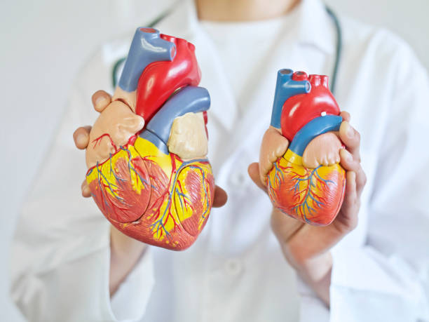regular heart compared to an enlarged heart
