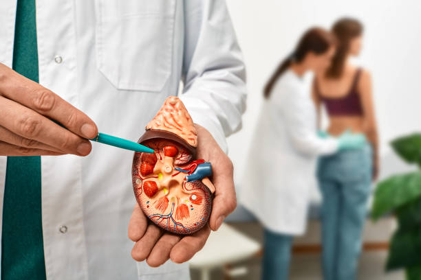 Heart disease can also cause renal disease