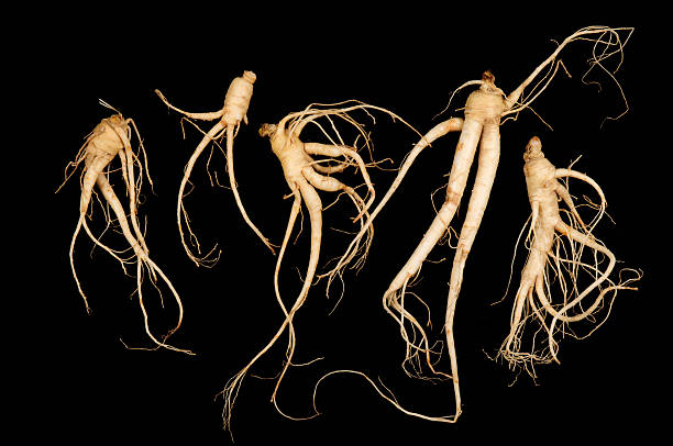 ginseng and its contribution to energy levels like caffeine