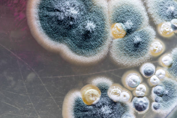 fungal infections