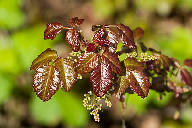 Rhus Toxicodendron: Relieving Inflammation and Stiffness