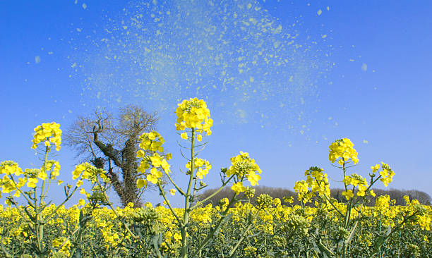 Allergy Triggers to Avoid