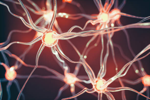 The Importance of Balance Hormones for Overall Health