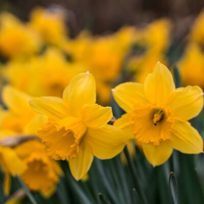 daffodils health benefits