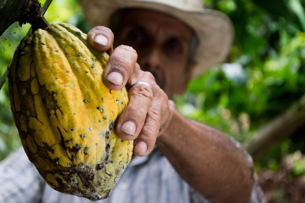 Cacao a superfood