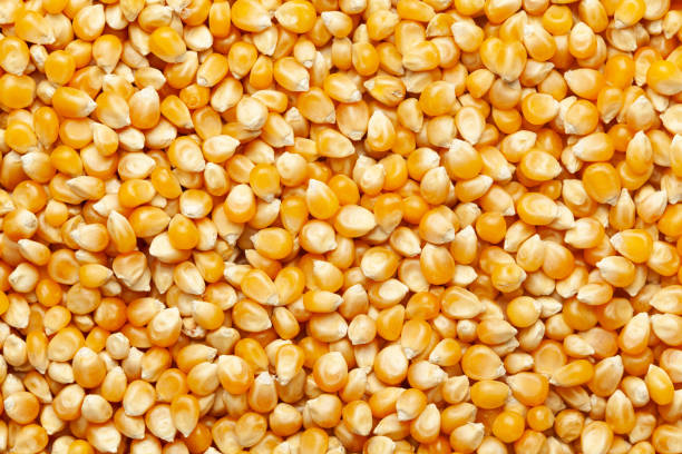Nutritional Benefits of Healthy Popcorn Kernels