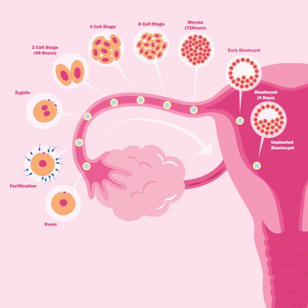 The Importance of Egg Health for Women