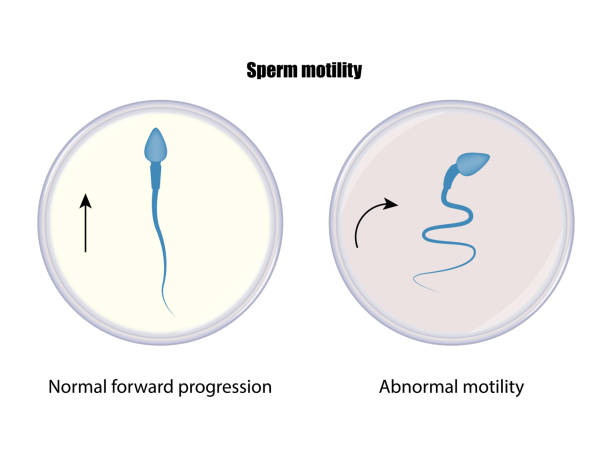 Coffee And Male Reproductive Health