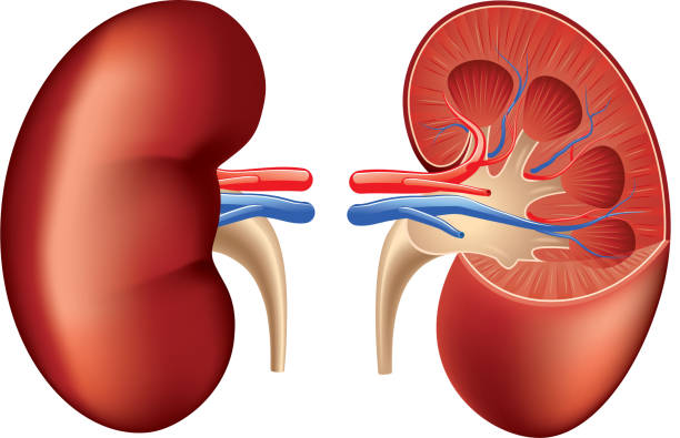 Ozempic and Kidney Health