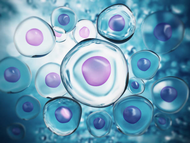 Sleep and Rest for Optimal Stem Cell Function