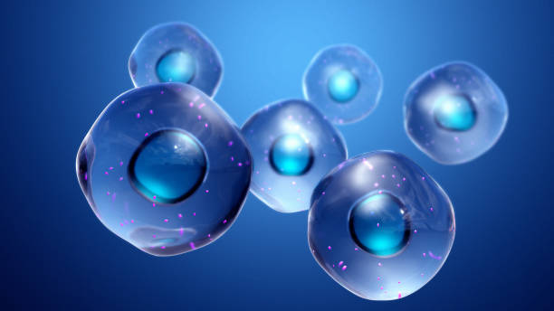 Medical Interventions and Treatments for Enhancing Stem Cell Health
