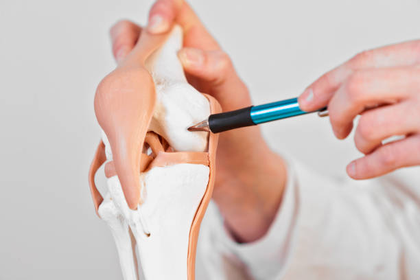 Exercise and Physical Activity for Joint Cartilage Health