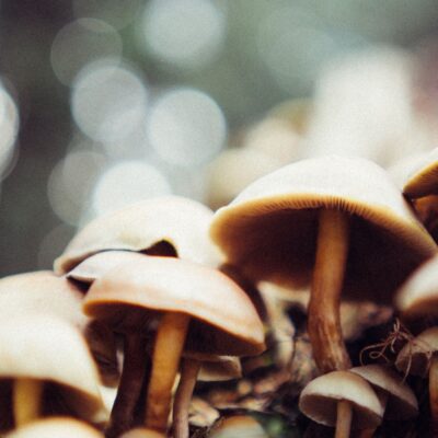 What Are The Benefits Of Medicinal Mushrooms