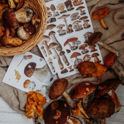 How Can You Tell When And What Medicinal Mushrooms To Take