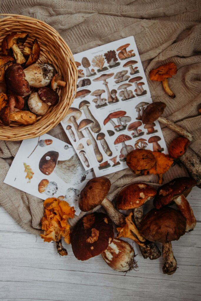 How Can You Tell When And What Medicinal Mushrooms To Take