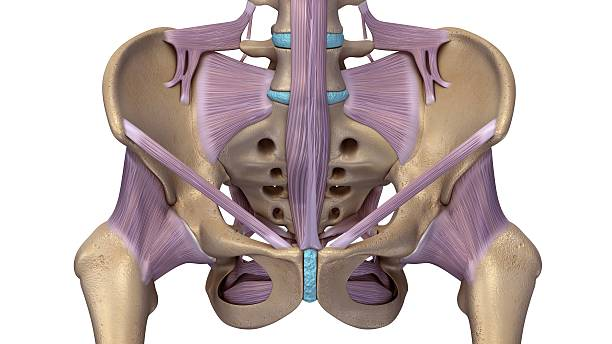Understanding Pelvic Floor Muscles
