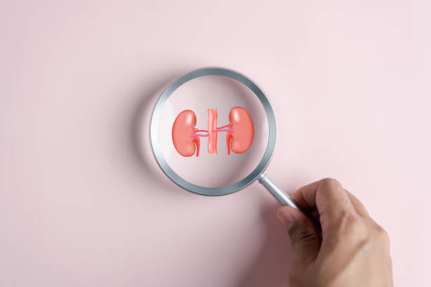 Understanding the Role of Kidneys in the Body