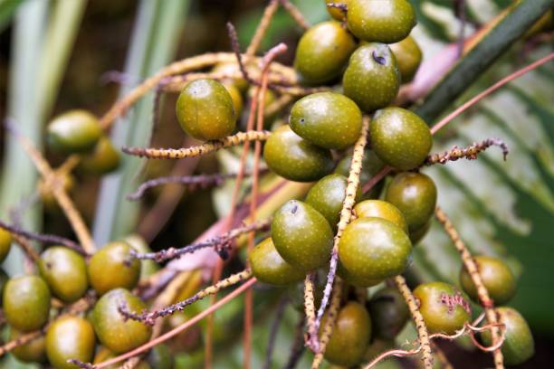 Alternative medicine procedures can be used in conjunction with traditional treatments to assist reduce symptoms linked with prostate cancer.