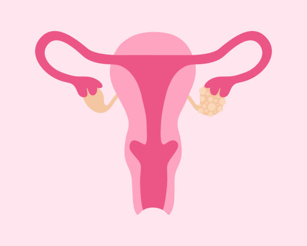 Understanding the Female Reproductive System