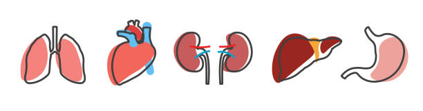 Lupus is a chronic autoimmune disease that can affect several organs in the body.