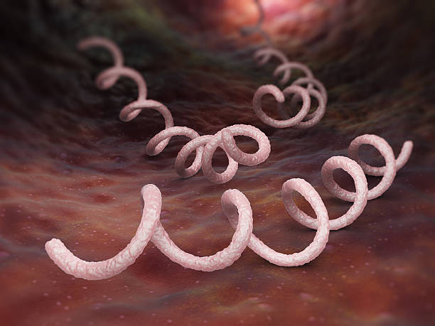 Treponema pallidum bacteria causes syphilis, a sexually transmitted ailment. Without proper treatment, it might have major consequences for one's health.