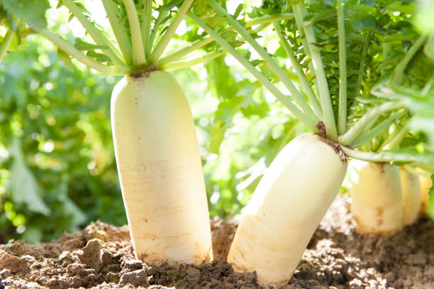 Health Benefits of Consuming Radish