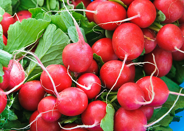 Delicious Radish Recipes to Try