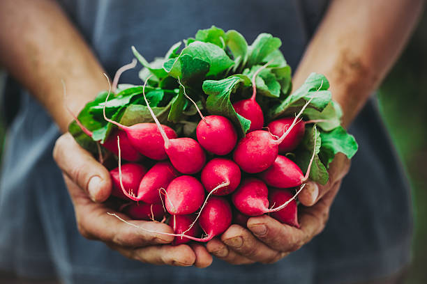 The Role of Radish in Promoting Weight Loss and Digestion