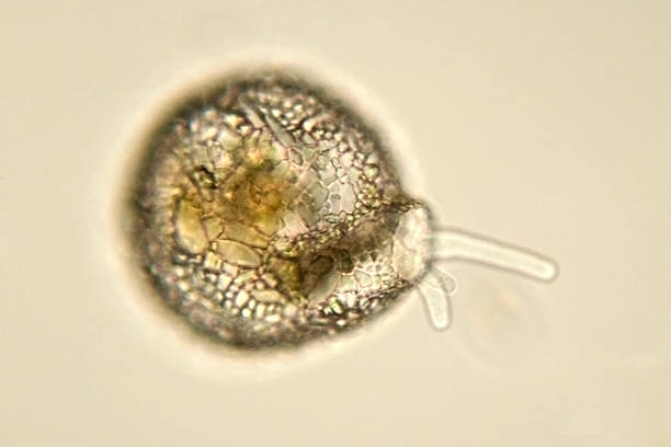 Ayurvedic treatments for amoeba