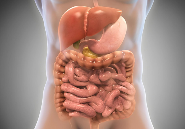 abdomen